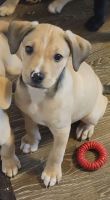 Mixed Puppies for sale in Hartwell, Cincinnati, OH, USA. price: NA
