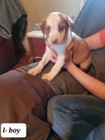 Mixed Puppies for sale in Chandler, OK 74834, USA. price: NA