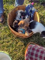 Mixed Puppies for sale in Englewood, OH, USA. price: NA