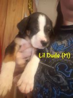 Mixed Puppies for sale in Pawnee, OK 74058, USA. price: NA