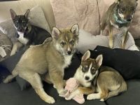 Mixed Puppies for sale in Romeoville, IL 60446, USA. price: NA