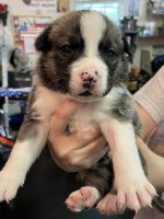 Mixed Puppies for sale in Stantonsburg, NC 27883, USA. price: NA