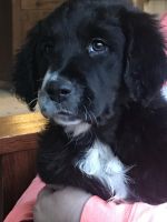 Mixed Puppies for sale in Beverly, OH 45715, USA. price: NA
