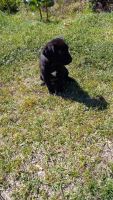 Mixed Puppies for sale in Four Oaks, NC 27524, USA. price: NA