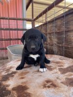 Mixed Puppies for sale in Wichita Falls, TX, USA. price: NA