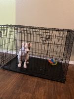 Mixed Puppies for sale in Weslaco, TX 78599, USA. price: NA