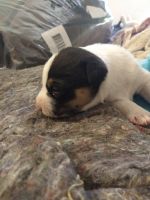 Mixed Puppies for sale in Midvale, UT 84047, USA. price: NA