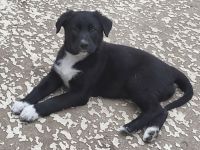 Mixed Puppies for sale in 3621 Regent Dr, Dallas, TX 75229, USA. price: NA