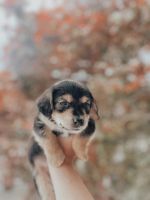 Mixed Puppies for sale in Marysville, CA, USA. price: NA