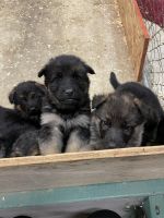 Mixed Puppies for sale in Lebanon, OR 97355, USA. price: NA