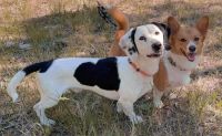 Mixed Puppies for sale in Colorado Springs, CO, USA. price: NA