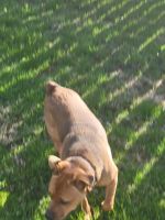 Mixed Puppies for sale in Kokomo, IN, USA. price: NA