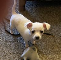 Mixed Puppies for sale in Cincinnati, OH, USA. price: NA