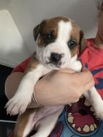 Mixed Puppies for sale in Springfield, MA, USA. price: NA