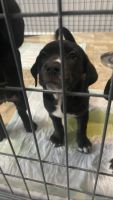 Mixed Puppies for sale in Upper Darby, PA, USA. price: NA