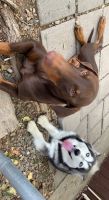 Mixed Puppies for sale in Dewey-Humboldt, AZ, USA. price: NA
