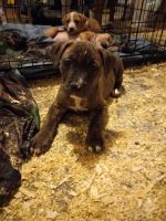 Mixed Puppies for sale in Belvidere, IL 61008, USA. price: NA