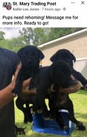 Mixed Puppies for sale in Morgan City, LA 70380, USA. price: NA