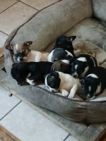 Mixed Puppies for sale in Sunbury, PA 17801, USA. price: NA