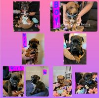 Mixed Puppies for sale in Harrisburg, IL 62946, USA. price: NA