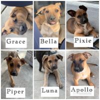 Mixed Puppies for sale in Riverside, CA, USA. price: NA