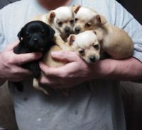 Mixed Puppies for sale in Dunlap, IA 51529, USA. price: NA