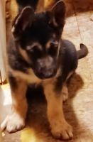 Mixed Puppies for sale in Tacoma, WA 98409, USA. price: NA