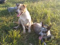 Mixed Puppies for sale in Whitesboro, TX 76273, USA. price: NA