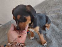 Mixed Puppies for sale in Los Angeles, CA, USA. price: NA
