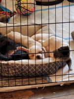 Mixed Puppies for sale in Clementon, NJ 08021, USA. price: NA