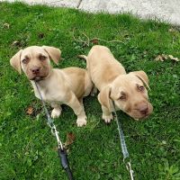 Mixed Puppies for sale in Detroit, MI 48215, USA. price: NA