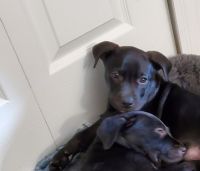 Mixed Puppies for sale in Jacksonville, FL, USA. price: NA