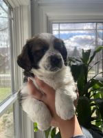 Mixed Puppies for sale in Elgin, IL, USA. price: NA