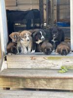 Mixed Puppies for sale in Pepperell, MA 01463, USA. price: NA