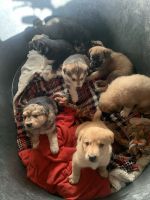 Mixed Puppies for sale in Moundridge, KS 67107, USA. price: NA