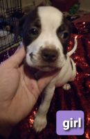 Mixed Puppies for sale in 1004 Premont Ave, Waterford Twp, MI 48328, USA. price: NA