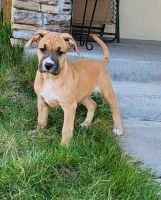 Mixed Puppies for sale in Klamath Falls, OR, USA. price: NA