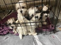 Mixed Puppies for sale in Burnsville, MN, USA. price: NA