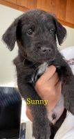 Mixed Puppies for sale in Revere, MA, USA. price: NA