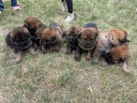 Mixed Puppies for sale in Conrad, MT 59425, USA. price: NA