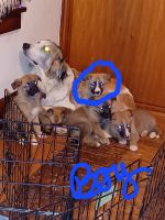 Mixed Puppies for sale in Campbell, OH, USA. price: NA