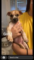 Mixed Puppies for sale in Jersey Village, TX, USA. price: NA