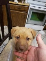 Mixed Puppies for sale in Peoria, AZ, USA. price: NA