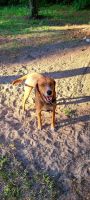 Mixed Puppies for sale in Sopchoppy, FL 32358, USA. price: NA
