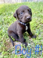 Mixed Puppies for sale in Gadsden, AL, USA. price: NA