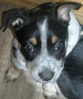 Mixed Puppies for sale in San Leon, TX 77539, USA. price: NA