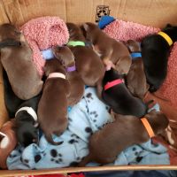Mixed Puppies for sale in Staten Island, NY, USA. price: NA