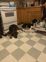 Mixed Puppies for sale in St Paul, MN, USA. price: NA