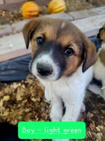 Mixed Puppies for sale in 3451 S Ambush Pass Rd, Gilbert, AZ 85297, USA. price: NA