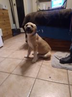 Mixed Puppies for sale in TX-121, Bonham, TX, USA. price: NA